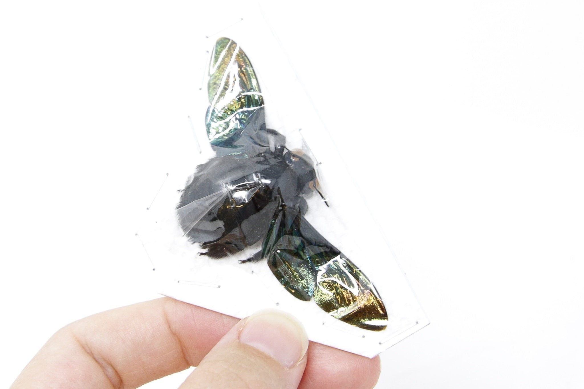 Giant Bee from Thailand, Real Preserved Specimen, Entomology Taxidermy ...