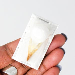 Sooty-headed bulbul Bird Skull (Pycnonotus aurigaster) 35-40mm (Non-CITES)
