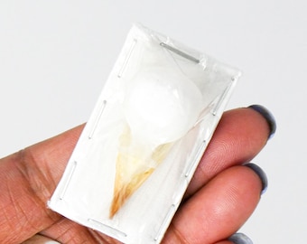 Sooty-headed bulbul Bird Skull (Pycnonotus aurigaster) 35-40mm (Non-CITES)