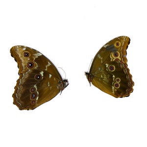 2 x Blue Morpho Butterflies (Morpho didius) A2 Minor Wing Damage
