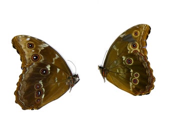 2 x Broken A2 Blue Morpho Butterflies (Morpho didius) Stained & Damaged Wings