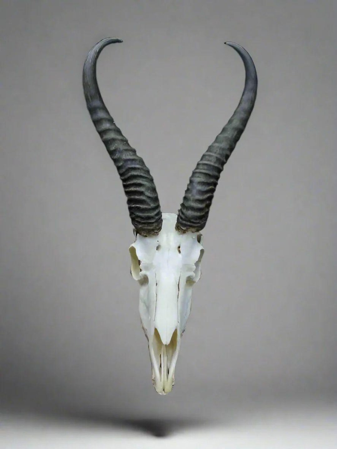 Springbok Complete Skeleton Springbok Skull (antidorcas Marsupialis) Non-cites Species - Etsy