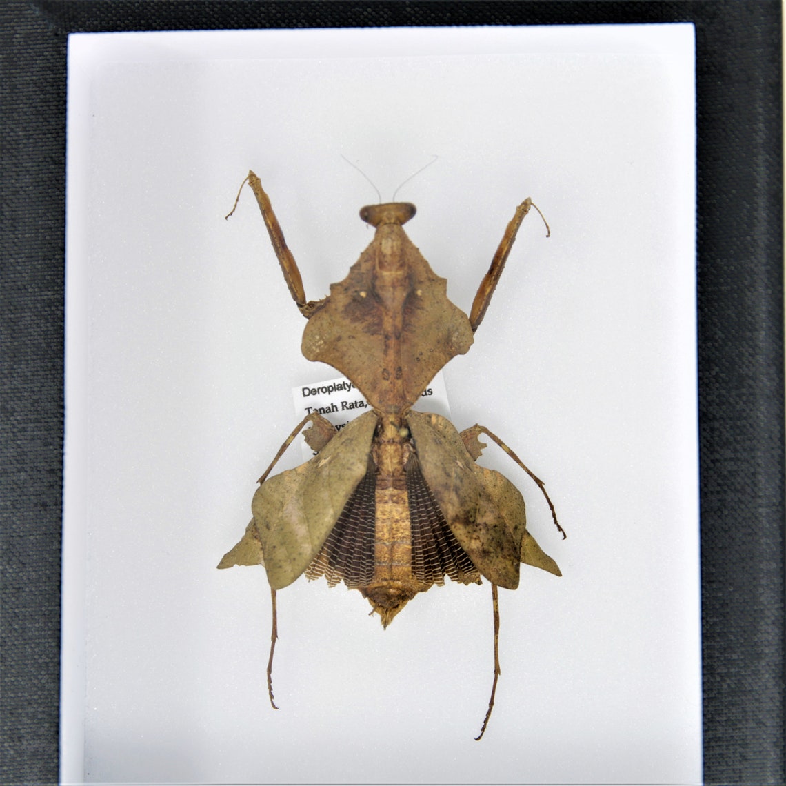 Dead-Leaf Praying Mantis Taxidermy Specimen Pinned in | Etsy