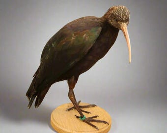 Glossy Ibis Bird Taxidermy (Plegadis falcinellus) Non-CITES species