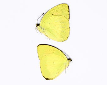 TWO (2) Yellow Orange Tip (Ixias pyrene) A1 Unmounted Butterflies