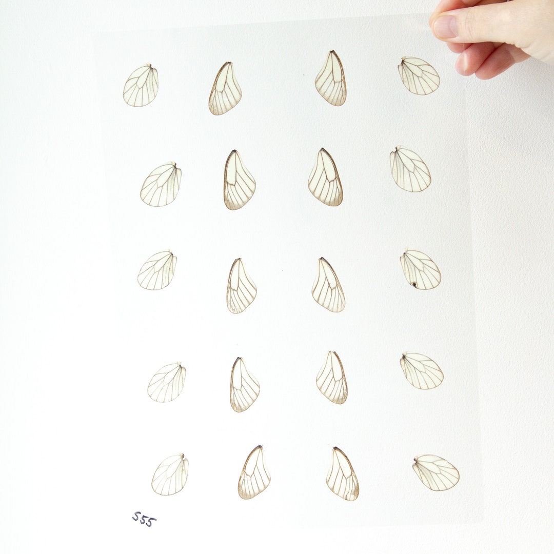 Butterfly Wings GLOSSY LAMINATED SHEET Real Ethically Sourced Etsy