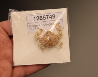Leucosiidae Crab Specimen (Leucosia anatum) Philippines, Sea-life (1265749)