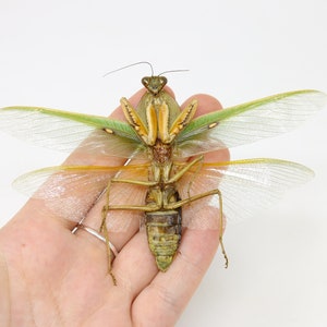 May include: A green and brown praying mantis with wings spread out, held in a person's hand.