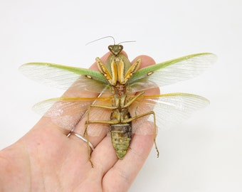 TWO (2) Thai Shield Mantis, Spread Specimens, Taxidermy Entomology