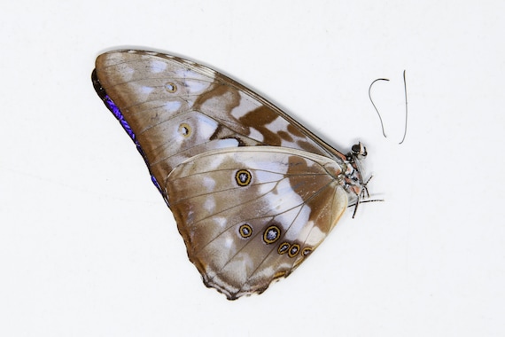 標本 Colombia Morpho cypris 108mm BicBugs Morpho cypris blue white butterfly Colombia RARE (CIRS)