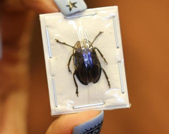 FIVE (5) Mini Blue Beetles (Aplosonyx philippinensis) A1 Entomology Specimens