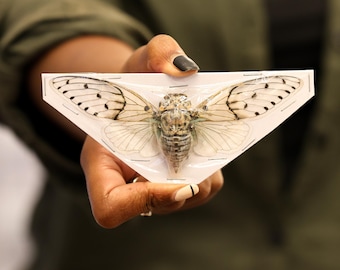 White Ghost Cicada (Ayuthia spectabilis) A1 Spread Specimens 120mm