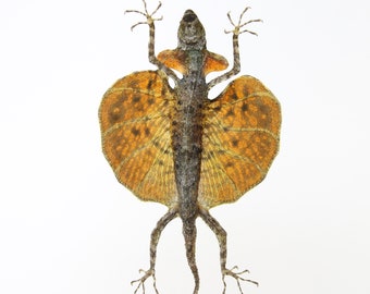 ドラコトビトカゲ（Draco haematopogon）A1 スプレッド標本 5 匹セット