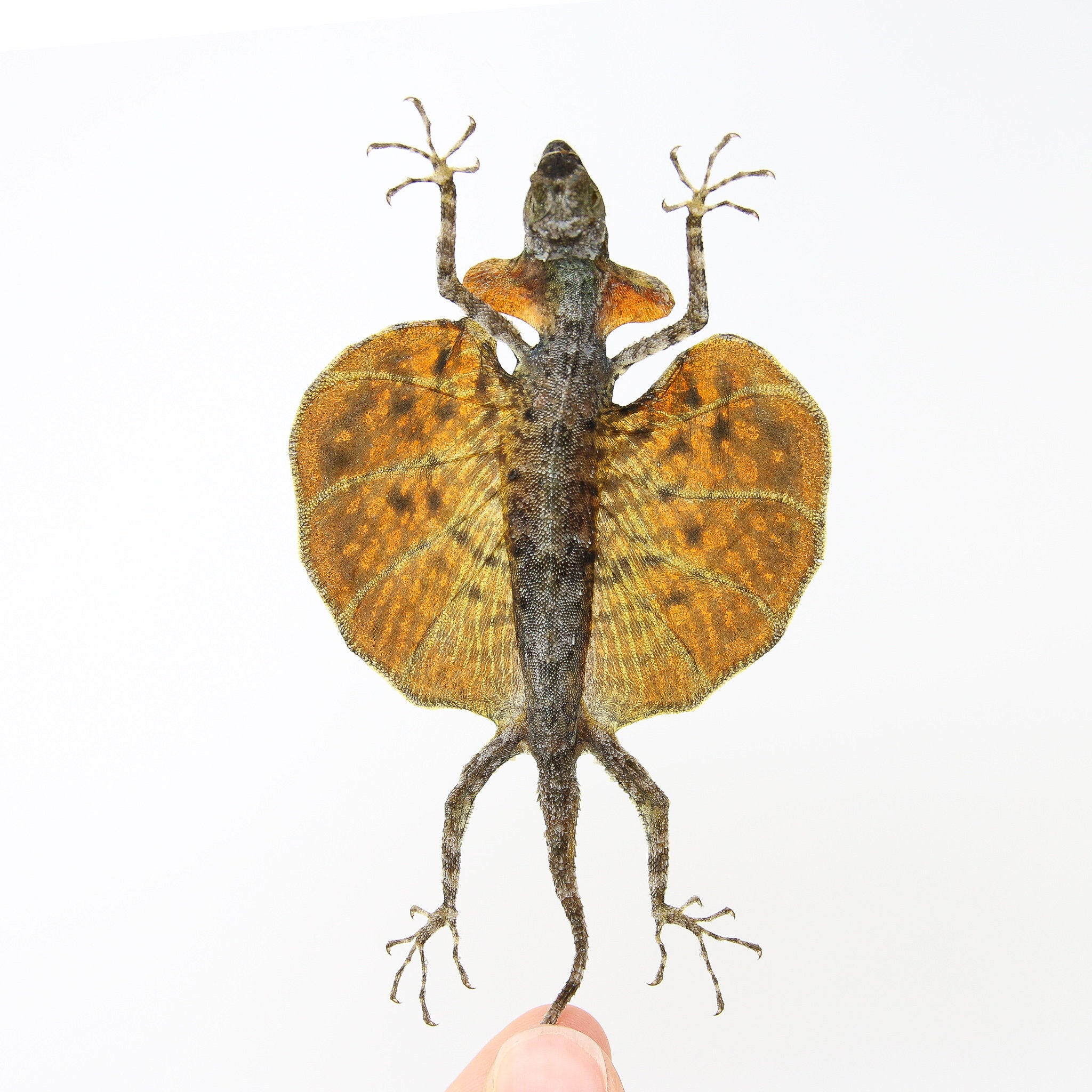 Pair of (2) Draco Flying Lizards (Draco haematopogon) A1 Spread