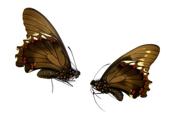 TWO (2) Battus polydamas A1 Unmounted Specimens