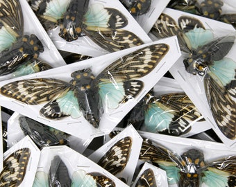 WHOLESALE 25 Blue Cicada Specimens | Tosena splendida 100mm+ Wingspan | WINGS SPREAD A1 Best Quality