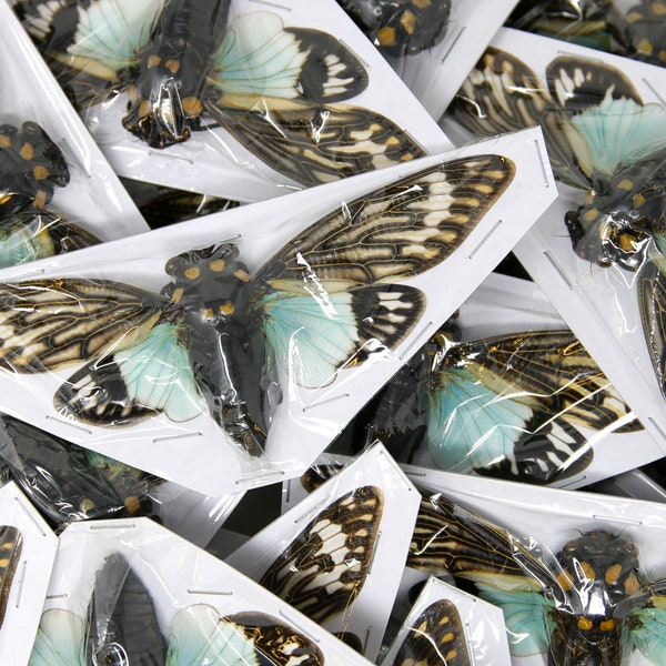 WHOLESALE 10 Blue Cicada Specimens A1 Best FINE Quality | Tosena splendida 100mm | Wing Spread As Seen In Photos