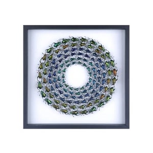 Könnte beinhalten: Ein gerahmtes Kunstwerk mit einem kreisförmigen Design aus irisierenden grünen, blauen und goldenen Käfern, die in einer Spirale angeordnet sind.