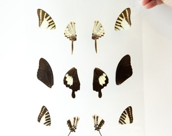 Butterfly Wings GLOSSY LAMINATED SHEET Real Ethically Sourced Specimens Moths Butterflies Wings for Art -- S77