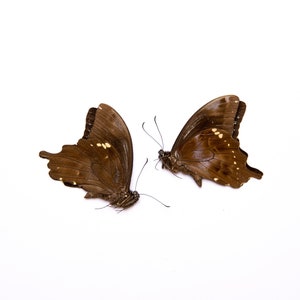 ZWEI (2) tropfenförmige Schwalbenschwänze (papilio epiphorpbas) A1 Unmontierte echte Schmetterlinge