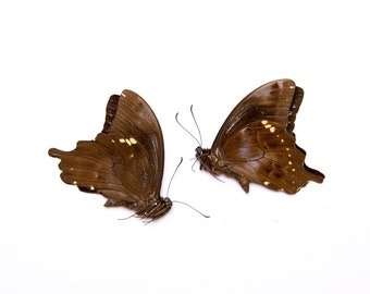 TWO (2) Tear-drop Swallowtails (Papilio epiphorpbas) A1 Unmounted Real Butterflies