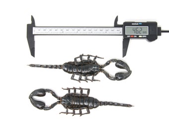 WHOLESALE 10 XL 7" Scorpions, Heterometrus spinifer, approx. 175-185mm long, A1 Entomology Arachnid Specimens Dried Taxidermy