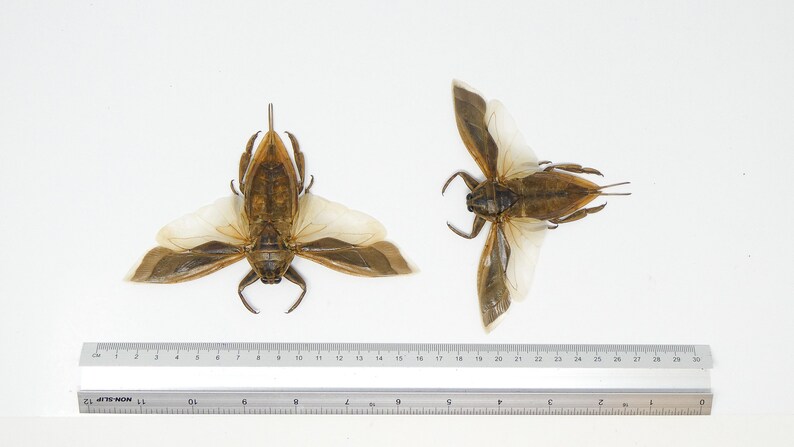 Beige Insects Lot of 10 Giant Water Bugs, SPREAD-WINGS (lethocerus Indicus) A1 ...