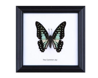 The Common Jay Butterfly (Graphium doson) | Real Butterfly Mounted Under Glass, Wall Hanging Home Décor Framed 5 x 5 In. Gift Boxed
