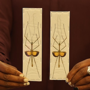 TWO (2) Javanese Lichen Stick Insects (Pseudodicantha macklotti) A1 Spread Specimens