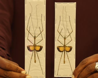 TWO (2) Javanese Lichen Stick Insects (Pseudodicantha macklotti) A1 Spread Specimens