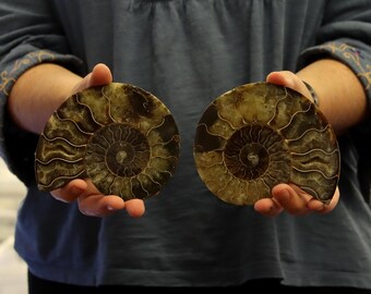 Large Cut & Polished Ammonite Pair (CPA08.2) FREE SHIPPING
