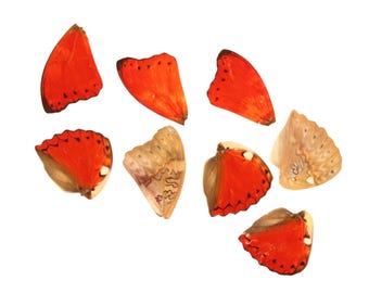 10 Red Glider Loose Butterfly Wings (Cymothoe excelsa) Real Wings for Artistic Creation