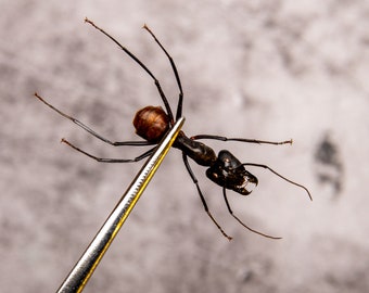 TWO (2) Giant Soldier Ants (Camponotus gigas) Spread Specimens