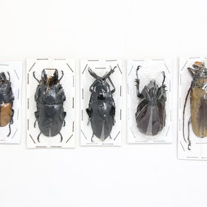 Assorted Specimens Insect Collection (Thailand) A1 Unmounted Dried Beetles, Coleoptera LOT*142