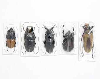 Assorted Specimens Insect Collection (Thailand) A1 Unmounted Dried Beetles, Coleoptera LOT*142