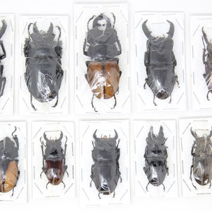 Assorted Specimens Insect Collection (Thailand) A1 Unmounted Dried Beetles, Coleoptera LOT*020