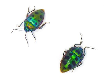 TWO (2) Mangrove Jewel Bugs (Calliphara nobilis) A1 Dry-preserved Specimens