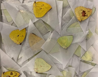 Lot of 100 Lemon Emigrant Butterflies (Catopsilia pomona) A1/A1- Unmounted Specimens Wholesale