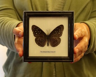 Real Butterfly Specimen Vintage Framed Dry-preserved Taxidermy Butterfly