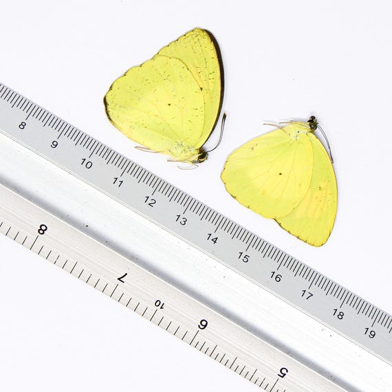 TWO (2) Yellow Orange Tip (ixias Pyrene) A1 Unmounted Butterflies