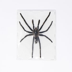 May include: A preserved black spider with eight legs, displayed in a clear plastic frame.