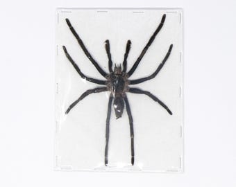Selenocosmia raciborskii A1 Spread Tarantula Specimens