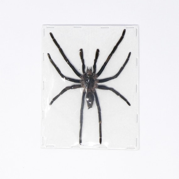 Selenocosmia raciborskii A1 スプレッド タランチュラ標本 - Etsy 日本
