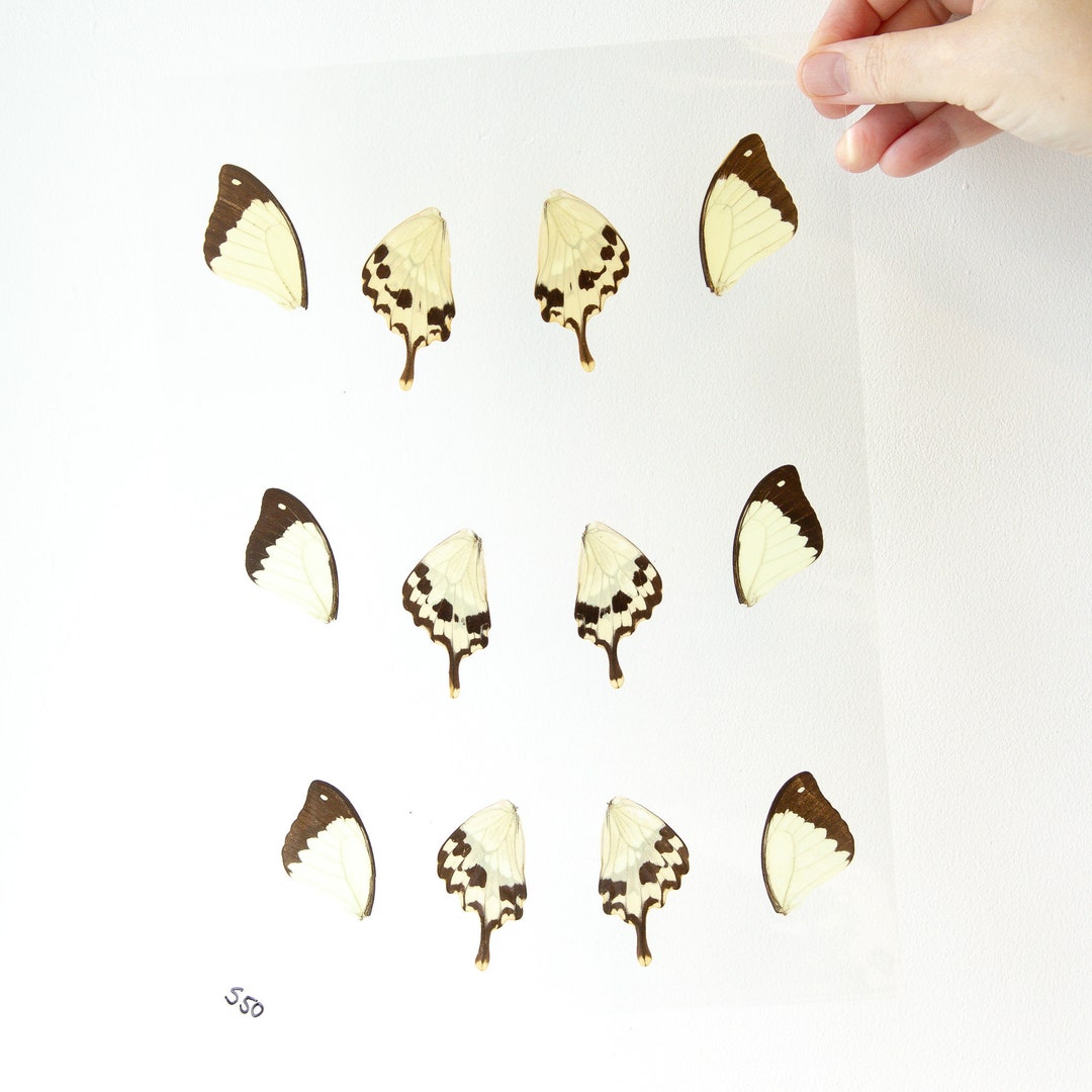 Butterfly Wings GLOSSY LAMINATED SHEET Real Ethically Sourced Etsy