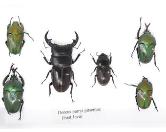 Real Entomology Beetles A2 'SECONDS' (#SE29)
