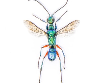 TWO (2) Blue Green Wasps (Ampulex erythropus) A1 Wings-open