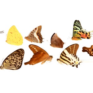 Puede incluir: Una colección de 10 especímenes de mariposas coloridas, incluyendo mariposas marrones, amarillas, negras, blancas y naranjas, mostradas sobre un fondo blanco.