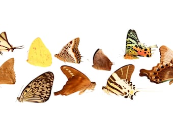 10 Premium Assorted Butterfly Selection, A1 Unmounted Specimens