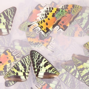 May include: A collection of colorful butterfly wings with black, green, orange, and yellow patterns. The wings are arranged on a white background.