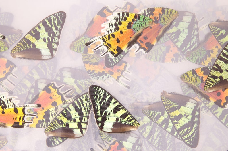 May include: A collection of colorful butterfly wings with black, green, orange, and yellow patterns. The wings are arranged on a white background.